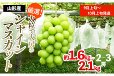 厳選！大粒で大房のシャインマスカット 秀品 2～3房入り（約1.6kg～2.1kg）[前半] 【令和7年産先行予約】FS24-605くだもの 果物 フルーツ 山形 山形県 山形市 2025年産