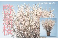 山形市産「啓翁桜」80cm(2～3本入)×7袋 FZ19-433