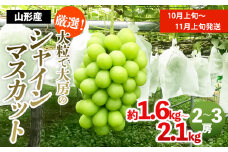 厳選！大粒で大房のシャインマスカット 秀品 2～3房入り（約1.6kg～2.1kg）[後半] 【令和7年産先行予約】FS24-667 フルーツ くだもの 果物 山形 山形県 山形市 ぶどう 葡萄 ブドウ 2025年産