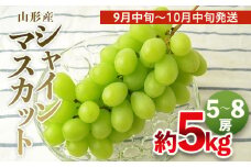 山形の大粒シャインマスカット 秀品 約5kg(5～8房)[9月中旬～10月中旬発送]【令和7年産先行予約】FS24-645くだもの 果物 フルーツ 山形 山形県 山形市 2025年産