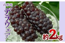 山形のぶどう デラウエア 約2kg(L～3L/10～16房) 【令和7年産先行予約】FS24-569くだもの 果物 フルーツ 山形 山形県 山形市 2025年産