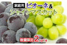 【家庭用】[数量限定]ピオーネ＆シャインマスカット 2kg前後 【令和7年産先行予約】FU22-374 くだもの 果物 フルーツ 山形 山形県 山形市 2025年産