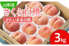 山形市産 桃「さくら白桃」 秀以上 3kg(6玉～9玉)[かための桃] 【令和7年産先行予約】FU22-751 くだもの 果物 フルーツ 山形 山形県 山形市 2025年産