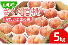山形市産 桃「さくら白桃」 秀以上 5kg(12玉～16玉)[かための桃] 【令和7年産先行予約】FS24-620くだもの 果物 フルーツ 山形 山形県 山形市 2025年産