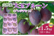 山形市産 大玉プルーン(プレジデント) 秀 約1.5kg(13～16玉) 【令和7年産先行予約】FU22-757 くだもの 果物 フルーツ 山形 山形県 山形市 2025年産