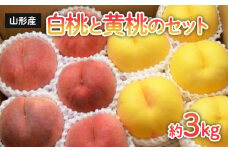 山形の白桃と黄桃のセット 約3kg(6～13玉)[柔らかくなる品種・果肉やや硬め] 【令和7年産先行予約】FS24-567くだもの 果物 フルーツ 山形 山形県 山形市 2025年産