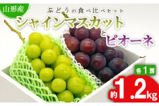 ★ぶどうの食べ比べセット★シャインマスカットとピオーネ 約1.2kg（各1房) 秀品 期間限定 【令和7年産先行予約】FS24-526くだもの 果物 フルーツ 山形 山形県 山形市 2025年産