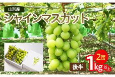 山形市産 シャインマスカット 秀 約1kg以上(2房)[後半] 【令和7年産先行予約】FU23-038 くだもの 果物 フルーツ 山形 山形県 山形市 2025年産