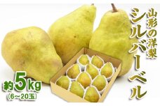 山形の洋梨 シルバーベル 秀品 約5kg(6～20玉) FZ23-312