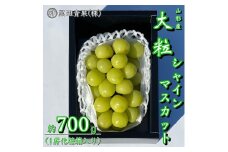 山形産 シャインマスカット 秀品 約700g(1房化粧箱入り) 【令和7年産先行予約】FU23-418 くだもの 果物 フルーツ 山形 山形県 山形市 2025年産