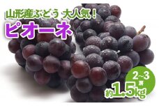 山形産 ぶどう 大人気！ピオーネ 約1.5kg 【令和7年産先行予約】FU23-537 くだもの 果物 フルーツ 山形 山形県 山形市 2025年産