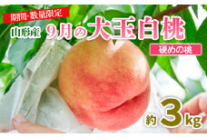 山形9月の大玉白桃 [硬めの桃] 秀品 約3kg 【令和7年産先行予約】FU23-583 くだもの 果物 フルーツ 山形 山形県 山形市 2025年産