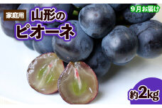 【ご家庭用】山形のピオーネ 優品 約2kg(2～6房)[9月お届け] 【令和7年産先行予約】FS23-645 くだもの 果物 フルーツ 山形 山形県 山形市 ぶどう 葡萄 ブドウ 2025年産