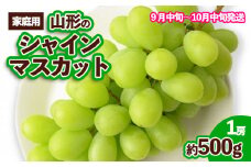 【ご家庭用】山形のシャインマスカット 優品 1房 約500g[9月中旬～10月中旬お届け] 【令和7年産先行予約】FS23-648 くだもの 果物 フルーツ 山形 山形県 山形市 ぶどう 葡萄 ブドウ 2025年産