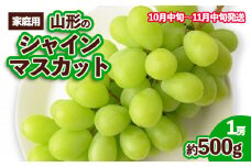 【ご家庭用】山形のシャインマスカット 優品 1房 約500g[10月中旬～11月中旬お届け] 【令和7年産先行予約】FS23-649 くだもの 果物 フルーツ 山形 山形県 山形市 ぶどう 葡萄 ブドウ 2025年産