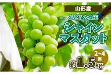 山形産 ぶどうの女王 シャインマスカット 約1.5kg(2～4房) 【令和7年産先行予約】FS23-714 くだもの 果物 フルーツ 山形 山形県 山形市 2025年産