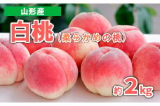 山形産 白桃 (柔らかめの桃)　約2kg 秀品 【令和7年産先行予約】FS23-717 くだもの 果物 フルーツ 山形 山形県 山形市 2025年産