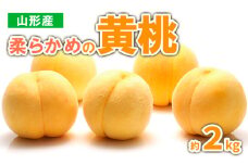 山形産　柔らかめの黄桃 約2kg (4～9玉) 秀品 【令和7年産先行予約】 FS23-718 くだもの 果物 フルーツ 山形 山形県 山形市 2025年産