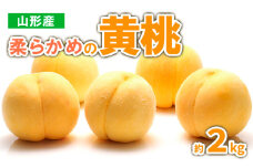 山形産　柔らかめの黄桃 約2kg (4～9玉) 秀品 【令和7年産先行予約】 FS23-718 くだもの 果物 フルーツ 山形 山形県 山形市 2025年産