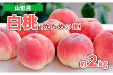 山形産 白桃 (かための桃) 約2kg 秀品 【令和7年産先行予約】FS23-719 くだもの 果物 フルーツ 山形 山形県 山形市 2025年産