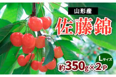 山形産 さくらんぼ 佐藤錦 約700g(約350g×2P) Lサイズ  【令和7年産先行予約】FS23-721 くだもの 果物 フルーツ 山形 山形県 山形市 2025年産