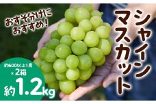 おすそ分けにおすすめ！シャインマスカット 秀品 約1.2kg(約600g以上1房×2箱) 【令和7年産先行予約】FS23-766 くだもの 果物 フルーツ 山形 山形県 山形市 2025年産