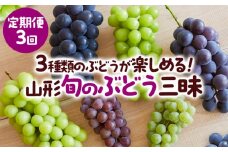 【定期便3回】3種類のぶどうが楽しめる！山形 旬のぶどう三昧 【令和7年産先行予約】FS23-771 くだもの 果物 フルーツ 山形 山形県 山形市 2025年産