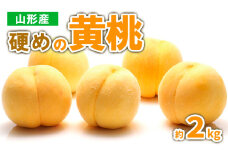 山形産 硬めの黄桃　約２kg（4～9玉)秀品 【令和7年産先行予約】FS23-778 くだもの 果物 フルーツ 山形 山形県 山形市 2025年産