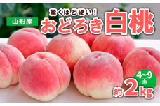 山形産 おどろき 白桃  秀 約2kg(4～9玉) 【令和7年産先行予約】FS23-780 くだもの 果物 フルーツ 山形 山形県 山形市 2025年産