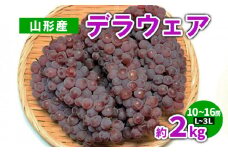 山形産 デラウェア 約2kg(10～16房) L～3L 【令和7年産先行予約】FS23-782 くだもの 果物 フルーツ 山形 山形県 山形市 2025年産