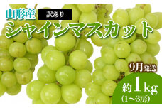 [訳あり]やまがたのぶどう シャインマスカット 9月 優品 約1kg(1～3房程度) 【令和7年産先行予約】FS23-818 くだもの 果物 フルーツ 山形 山形県 山形市 2025年産