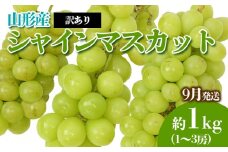[訳あり]やまがたのぶどう シャインマスカット 9月 優品 約1kg(1～3房程度) 【令和7年産先行予約】FS23-818 くだもの 果物 フルーツ 山形 山形県 山形市 2025年産