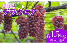 やまがたのぶどう デラウェア 7月・8月 秀品 約1.5kg(8～15房程度) 【令和7年産先行予約】FS23-820 くだもの 果物 フルーツ 山形 山形県 山形市 2025年産
