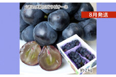 山形のぶどう ピオーネ 秀品 約2kg(2～5房) [8月発送] 【令和7年産先行予約】FS24-650くだもの 果物 フルーツ 山形 山形県 山形市 2025年産