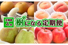 【定期便4回】樹になる定期便 【令和7年産先行予約】FU23-795 フルーツ定期便 くだもの 果物 なし 梨 和梨 幸水 洋梨 洋なし ラ・フランス ラフランス もも 桃 白桃 りんご 林檎 ふじ 山形 山形県 山形市 2025年産