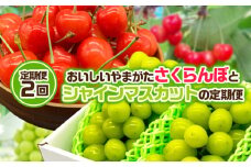 【定期便2回】おいしいやまがた さくらんぼとシャインマスカットの2回定期便 【令和7年産先行予約】FS24-530くだもの 果物 フルーツ 山形 山形県 山形市 2025年産