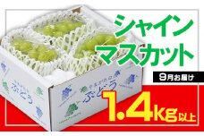☆フルーツ王国山形☆ シャインマスカット 秀品 1.4kg以上(2～4房)[9月お届け]  【令和7年産先行予約】FS23-732 くだもの 果物 フルーツ 山形 山形県 山形市 2025年産