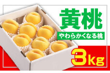 ☆フルーツ王国山形☆黄桃秀品 3kg [やわらかくなる桃] 【令和7年産先行予約】FS23-828 くだもの 果物 フルーツ 山形 山形県 山形市 2025年産