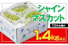☆フルーツ王国山形☆シャインマスカット 秀品 1.4kg以上(2～4房)[10月お届け]  【令和7年産先行予約】FS23-830 くだもの 果物 フルーツ 山形 山形県 山形市 2025年産