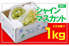 ☆フルーツ王国山形☆[訳あり] シャインマスカット1kg (1～3房)[9月お届け]  【令和7年産先行予約】FS23-853 くだもの 果物 フルーツ 山形 山形県 山形市 2025年産