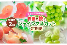 【定期便2回】山形から旬をお届け！自慢の桃とシャインマスカット定期便 【令和7年産先行予約】FS24-501くだもの 果物 フルーツ 山形 山形県 山形市 2025年産
