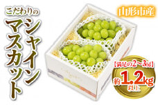 【満足の2～3房】こだわりのシャインマスカット 約1.2kg 山形市産 (9月中旬～10月上旬順次発送)【令和7年産先行予約】 FS24-544くだもの 果物 フルーツ 山形 山形県 山形市 2025年産