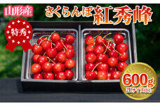 さくらんぼ 「紅秀峰」 600g 特秀品 2Lサイズ以上 山形産【令和8年産先行予約】 FS24-037 くだもの 果物 フルーツ 山形 山形県 山形市 2026年産