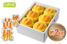 山形産 硬め 「黄桃」 秀品 約2kg (5玉～8玉)【令和7年産先行予約】 FS24-084 くだもの 果物 フルーツ 山形 山形県 山形市 2025年産