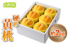 山形産 硬め 「黄桃」 秀品 約2kg (5玉～8玉)【令和7年産先行予約】 FS24-084 くだもの 果物 フルーツ 山形 山形県 山形市 2025年産
