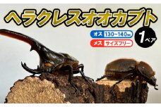 ヘラクレスオオカブト オス(130～140mm)・メス(サイズフリー) 1ペア FZ24-174