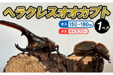 ヘラクレスオオカブト オス(150～160mm)・メス(サイズフリー) 1ペア FZ24-176