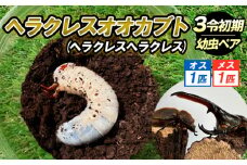 ヘラクレスオオカブト（ヘラクレスヘラクレス）３令 初期幼虫ペア（オス１匹、メス1匹）
 FY25-836