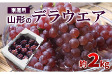 【ご家庭用】山形のデラウエア M～3L 約2kg(9～20房) [粒サイズおまかせ]【令和7年産先行予約】 FS24-137 くだもの 果物 フルーツ 山形 山形県 山形市 2025年産