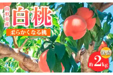 山形市産 白桃 特秀品 約2kg(4～８玉)  柔らかくなる桃 【令和7年産先行予約】FS24-756